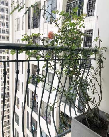 Lưới an toàn ban công chung cư quận Gò Vấp