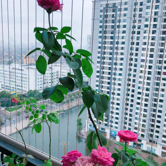 Lưới an toàn ban công v-h 4