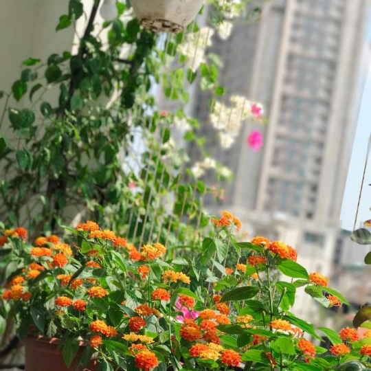 Lưới ban công thị xã Vĩnh Long chất lượng